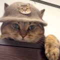 猫毛100%の帽子をかぶった猫ちゃん。次の瞬間、起こったハプニングに…