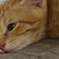 うつ伏せで寝ていた猫→なんとも『独特なフォルム』で…思わず笑ってしまう…
