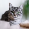 猫を『カッコいい』と感じるシーン3選　ふとした瞬間に見せる魅力的な…