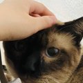 『3歳の保護猫が慣れるまでの1ヶ月』徐々に心を開いていく過程に「愛…