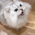 もふもふ猫の『よく鳴くシチュエーション』集めてみたら…様々な鳴き方…