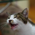 猫の鳴き声がうるさい！その理由と対処法５つ