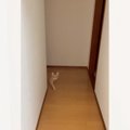 『お風呂上がったで〜』と声をかけると……迎えに来てくれた猫の『可愛すぎ…