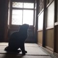 『扉の向こうに大好きな柴犬』がいたときの『黒猫の行動』…切なすぎる…