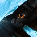 猫のいる家で『紙袋・ビニール袋』を扱う時に注意すべきこと3つと対策