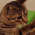 浴槽につかまり立ちしていた猫→手を離したと思ったら…『衝撃の行動』に7万…