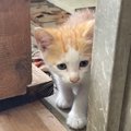 『いつもお腹を空かせた子猫』を迎えた結果…現在の様子に涙があふれで…