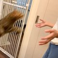 猫が一週間ぶりに奥さんと再会したら…『喜びが止まらない姿』に感動す…