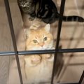 お出迎えしなくなった猫→新居を『ガラス扉』にしてみたら…とんでもな…