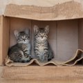 保護猫と暮らしたいなら…『運命の愛猫』と出会う方法4選　お迎え前に…