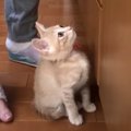 子猫が『撮影されていることに気付いた』結果…まさかの怒り方が可愛す…