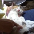 子猫を保護！最初はおびえていたけれど、すぐに心を開いてくれてへそ…