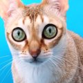 小型の撮影スタジオを設置したら、猫が入ってきて…可愛すぎる行動に笑って…