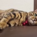 甘えん坊タイムは欠かせません♡飼い主さんの実家に来た猫さん！