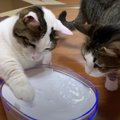 自動給水器の使い方がひとりだけ間違っている猫ちゃん