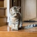 猫の留守番を隠し撮りしてみたら…普段の行動からは考えられない予想外…