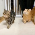 『パパがいつもより早く帰ってきたら…』猫の可愛すぎる仕草が51万3000…