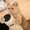 抱っこができる猫カフェ５選！お店を利用する時に配慮するべき事