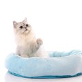 せっかく買ったのになぜ…愛猫が『猫ベッド』を使ってくれない3つの理由　…