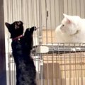 先住猫の友達にしたいと保護猫を迎えたら…関係構築のためにしたことと…