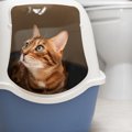 『猫砂の飛び散り』に困ったら試したい対策方法5つ　散らかりやすい理…