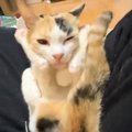存在が珍しい『オス三毛猫』→飼い主さんに甘える瞬間を見てみると…想…