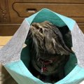 猫がくんくんにおいを嗅ぐ時の心理３つ