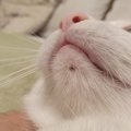 猫にもニキビができる！『あごの下に黒いゴミ』があるときの4つの原因…