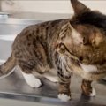 2匹の猫が20匹以上に…失業した飼い主と猫の行く末は？No.4