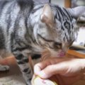 慎重派猫ちゃん、初めてのおやつにエアーペロペロ♡