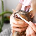 猫を苦しめる病気『口内炎』の症状6つ　不治の病とされる理由や発症リ…