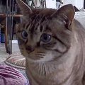 昼休みにふとペットカメラを覗いてみたら、猫が…飼い主さんが"帰りた…