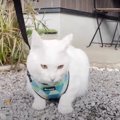 ゆっくりゆっくり♪お庭をお散歩する猫ちゃん