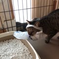 猫が獲物を発見した時に見せる仕草や行動