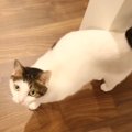 元野良猫とは思えない甘えん坊な猫さん！