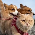 猫と犬2匹を連れて旅に出てみたら…『圧倒的な責任感』で犬を先導する…