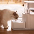 猫飼いさんは知っておくべき『腎臓病』の基本5選　なりやすいのはなぜ？ど…
