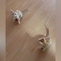 『ニャオー』と鳴いていた兄猫→となりにいた『妹猫の鳴き声』を聞くと…尊…