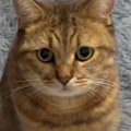 ママが寝ようとしたら、猫が近づいてきて…思わず笑ってしまう『全力の…
