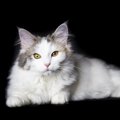 猫の毛並みをツヤツヤにする3つの方法