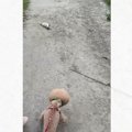 犬の散歩中に衰弱した子猫と出会って…『ウチに来る？』と聞いてみた結果→…