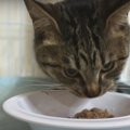 3年ぶり！久々のまぐろに興奮して上手く食べられない猫ちゃん