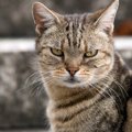 猫に絶対与えてはいけない『果物』４選！愛猫が亡くなってしまう可能…