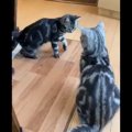 飼い主の悲痛な声を背にニャンプロに夢中な猫さんたちが話題沸騰中！