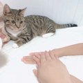 猫の前でひとりずつ手を重ねてみたら…猫も重ねてくれる？→可愛すぎる『チ…