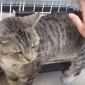 大満足だにゃ♪猫ちゃんが大好きな"腰ぽんぽん"