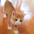 『どこまでもついてくる茶トラ子猫』ストーカー気質な甘えん坊さんに&…