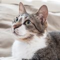 猫の『眉毛』の役割って？2つの働きとない場合のリスクも解説