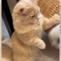 『猫じゃらしに前足が届かなかった猫』がやった行動……尊い姿に12万400…