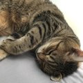 猫が嫌がっている『飼い主のニオイ』３選！敏感な嗅覚に○○な匂いはNG！